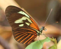 Heliconius erato amazona