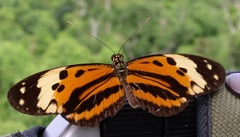 Heliconius pardalinus radiosus