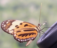 Heliconius pardalinus radiosus