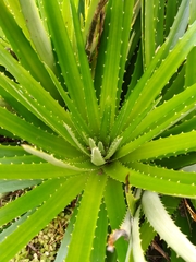 Dyckia velascana