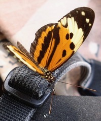 Heliconius pardalinus radiosus