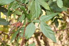 Paullinia sessiliflora