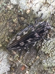 Chalcophora virginiensis