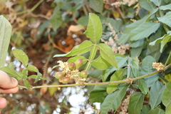Paullinia sessiliflora
