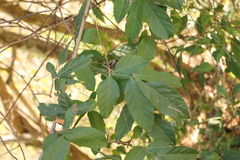 Paullinia sessiliflora