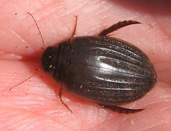 Acilius sylvanus