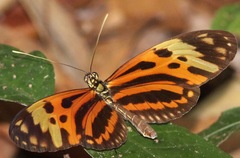 Heliconius hecale