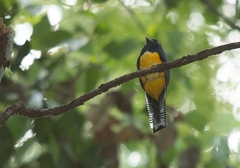 Trogon violaceus
