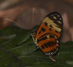 Heliconius hecale