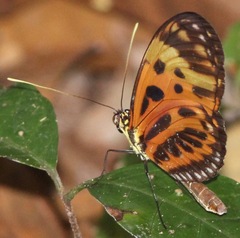 Heliconius hecale