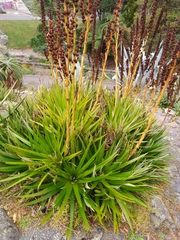 Dyckia velascana