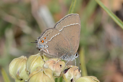 Satyrium polingi polingi