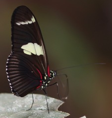 Heliconius wallacei