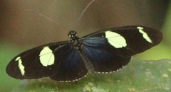 Heliconius wallacei