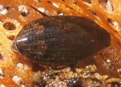 Acilius sylvanus
