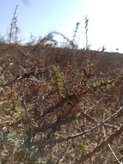 Acanthogilia gloriosa