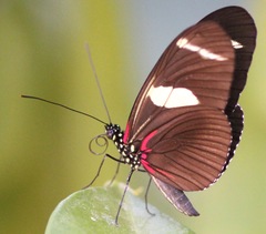 Heliconius wallacei