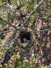 Vireo griseus