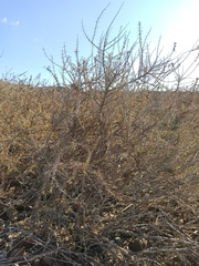 Acanthogilia gloriosa