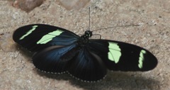 Heliconius wallacei