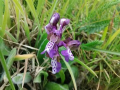 Anacamptis morio