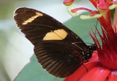 Heliconius wallacei