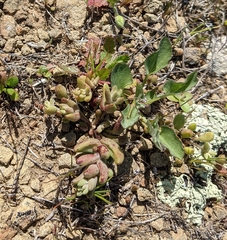 Dudleya blochmaniae blochmaniae