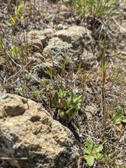 Dudleya blochmaniae blochmaniae