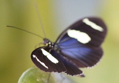 Heliconius wallacei