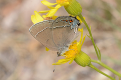 Satyrium polingi polingi