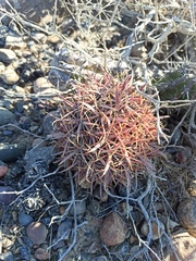 Ferocactus gracilis gracilis