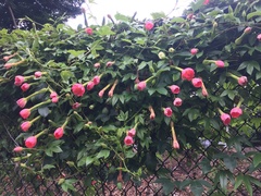 Passiflora mixta mixta