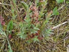 Hypericum linariifolium