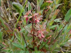 Hypericum linariifolium