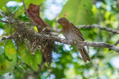 Cichlopsis leucogenys