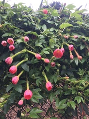 Passiflora mixta mixta