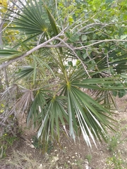 Coccothrinax