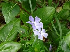 Vinca difformis difformis
