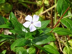 Vinca difformis difformis