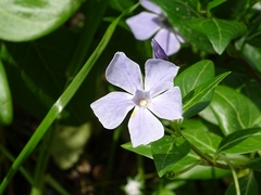Vinca difformis difformis