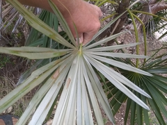 Coccothrinax