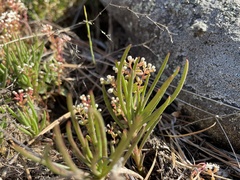 Phemeranthus mengesii