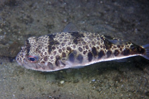 Smooth Toadfish, photo 3 of 10