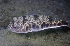 Smooth Toadfish photo 3