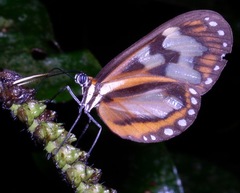 Hypothyris leprieuri ninyas