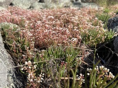 Phemeranthus mengesii