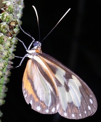 Hypothyris leprieuri