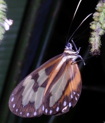 Hypothyris leprieuri