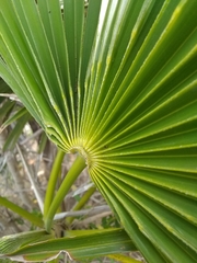 Coccothrinax