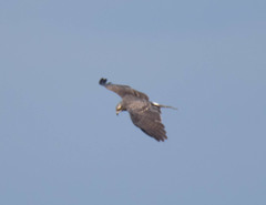 Rostrhamus sociabilis plumbeus